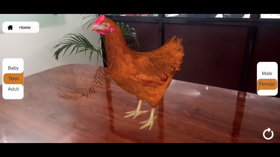 The AR Chick is an AR experience with life stages, plain detection, lifestyle philosophy, egg development, multi-language support, and both genders.