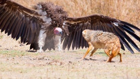 YouTube thumbnail creation