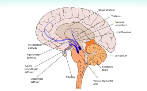 Motivation center located in the human brain 