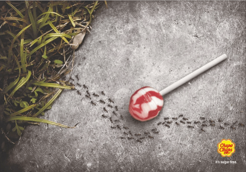 Ants walk around a lollypop