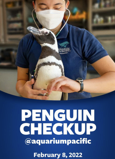 Penguin checkup TikTok ads example