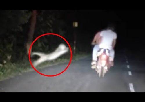 Video Production Package Example: 6 Tiger Encounters You Shouldn't Click On