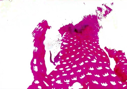 Video Production Package Example: Cabin Fever