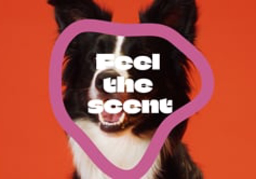 Branding Package Example: Great Pet Home Hotel