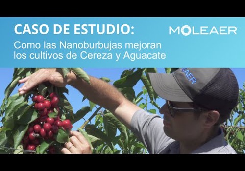 Digital Strategy Package Example: Moleaer