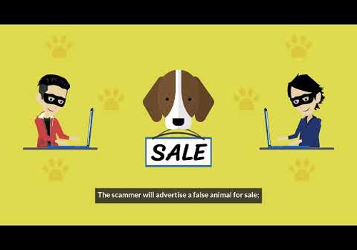 Video Marketing Package Example: Protecting Pet Owners from Travel Scams