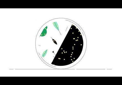 Video Production Package Example: 2d animation for 'New Horizon' series