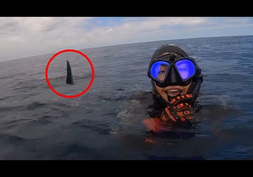 Video Production Package Example: 6 Shark Encounters That Will Haunt You