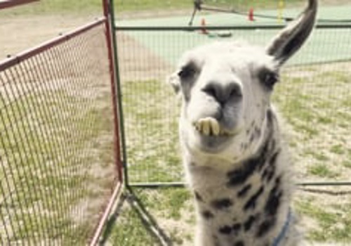 Video Production Package Example: DFW Camp Expo 2024