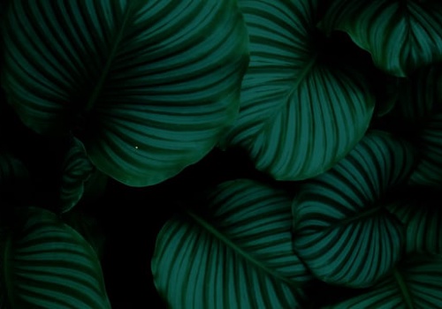 Branding Package Example: Angel Green Branding