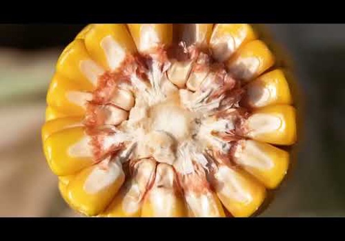 Advertising Package Example: B2B Marketing Communication Services // Euralis