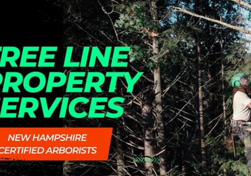 Video Production Package Example: Tree Line - Social Media Marketing Video