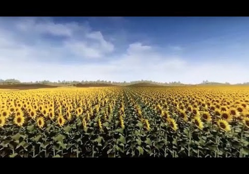 AR/VR Development Package Example: VR || SYNGENTA SUNFLOWER