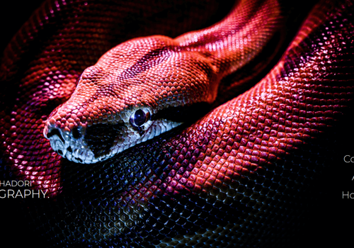 UX/UI Design Package Example: Daniel Bahadori Photographer website