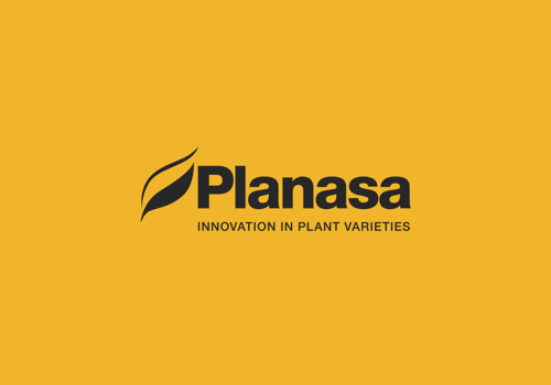 Content Marketing Package Example: Planasa