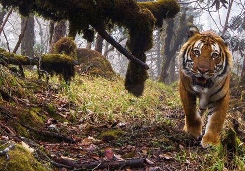 Custom Software Development Package Example: WWF | Digital partner