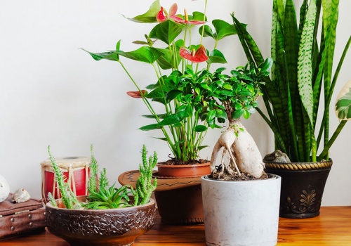 E-Commerce Development Package Example: Shopify Shop for American Plant Exchange