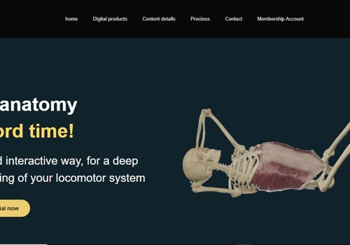 Web Design Package Example: Movimentien to Articular