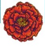 Marigold Capital Logo