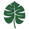 Monstera Consulting Logo