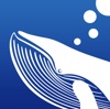 Big Blue Whale Logo