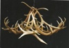 Antler Chandeliers & Lighting Company Logo