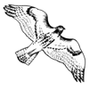 Red Hawk Studio Architects, Inc. Logo