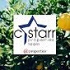 C Starr Properties Team | @properties, Arlington Heights Logo