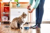 How to Buy the Best Cat Food, According to Veterinarians. Logo