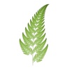 Fern ICT Limited Logo
