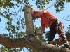 Albany Tree Service Logo
