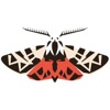 Tigermoth Creative, LLC Logo