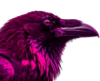 Pinkcrow Logo