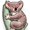 Koala Accounting & Taxation Logo