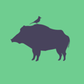 BirdBoar Design Logo