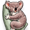 Koala Accounting & Taxation Logo