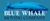 Blue Whale Moving Company, Inc. Logo