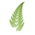Fern ICT Limited Logotype