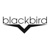 Blackbird Design Logotype
