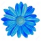 blue-daisy-design