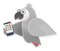 grey-parrots
