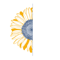 sunflower-web-design-branding