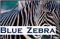 blue-zebra
