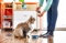 how-buy-best-cat-food-according-veterinarians