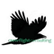 crowflight-consulting