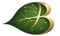 bodhion-solutions-private