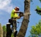 1-tree-services-chicago-il