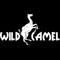 wild-camel