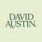David Austin Roses Logotype